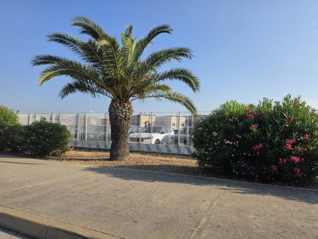 Palmboom en mediterrane begroeiing in Zuid-Sardinië nabij Villa Marolo